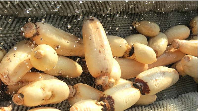 industrial root vegetable cleaning machine