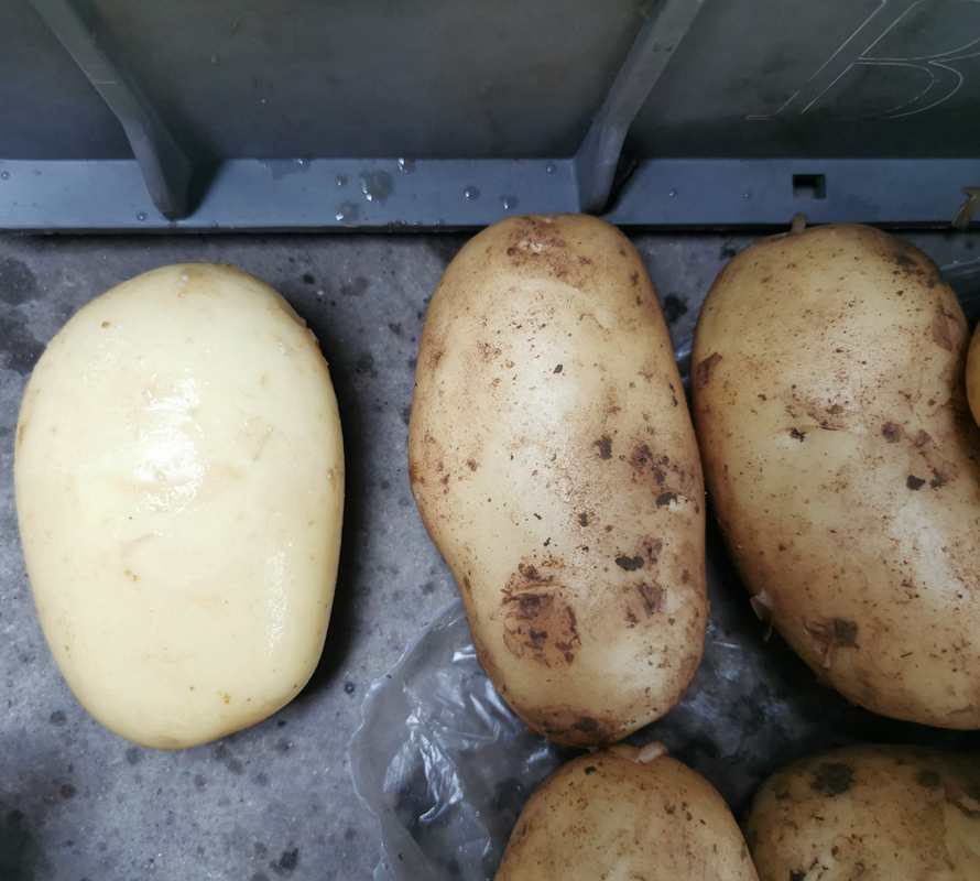 Potato cleaning effect before and after using a brush washing machine