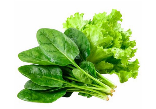 leafy vegetable washing machine